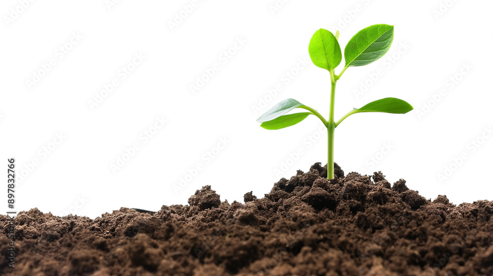 New life symbolized by plant emerging from soil on white background. New life symbolized by plant emerging from soil on white background.