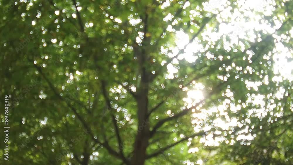 Blurry sun light leaks between leaf of tree in slow motion looking up low angle Blurry sun light leaks between leaf of tree in slow motion looking up low angle
