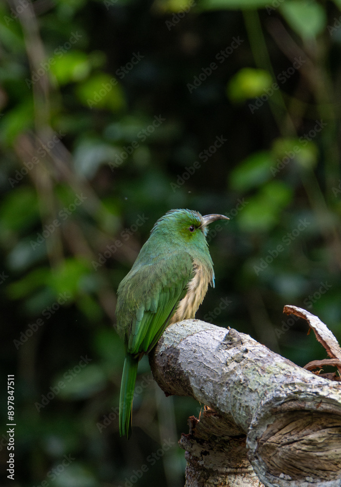 Obraz premium branch bird is looking for prey and waiting for its mother to feed it in the middle of a lush forest.