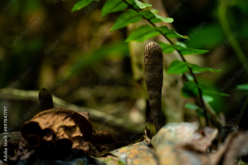 A brown fungus from genus xylaria growing on a dead wood, in humid tropical rainforest of Indonesia. Natural bokeh background A brown fungus from genus xylaria growing on a dead wood, in humid tropical rainforest of Indonesia. Natural bokeh background