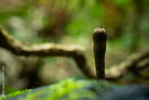 A brown fungus from genus xylaria growing on a dead wood, in humid tropical rainforest of Indonesia. Natural bokeh background