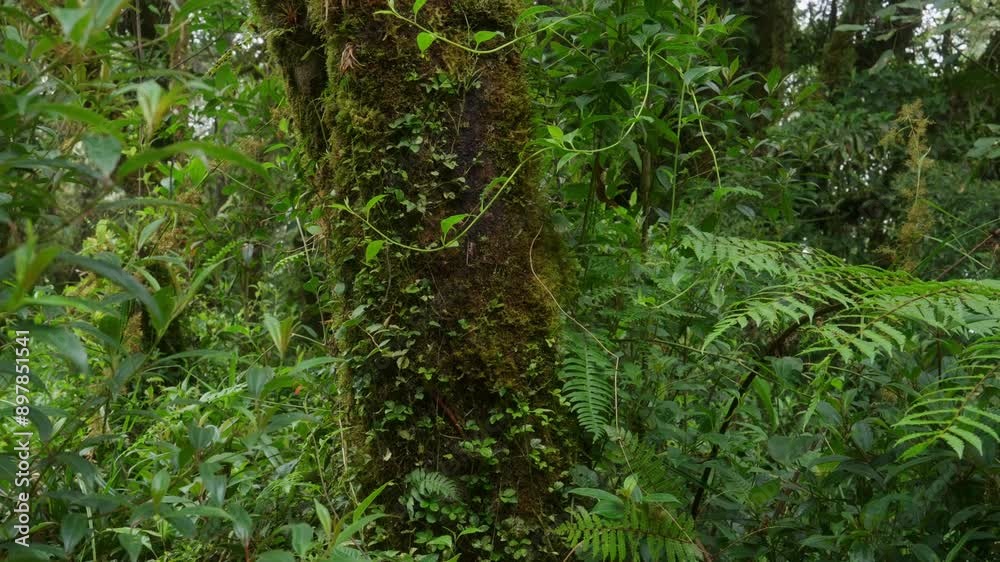 Helechos y arboles llenos de musgo y vegetación en un dia nublado con lluvia en el bosque tropical nuboso en las montañas de Costa Rica Helechos y arboles llenos de musgo y vegetación en un dia nublado con lluvia en el bosque tropical nuboso en las montañas de Costa Rica