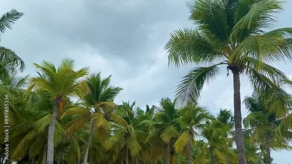 Palm trees sway gently under a cloudy sky in Bayahíbe, Dominican Republic Palm trees sway gently under a cloudy sky in Bayahíbe, Dominican Republic