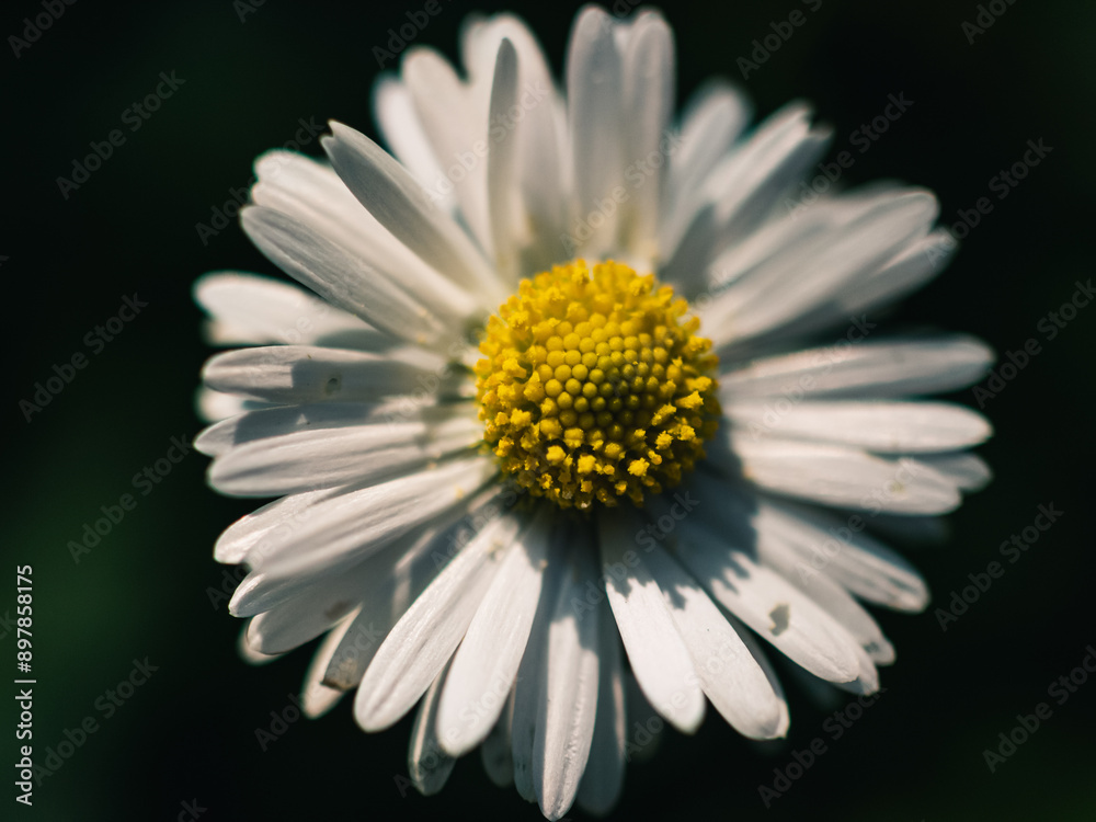 Daisy flower Daisy flower