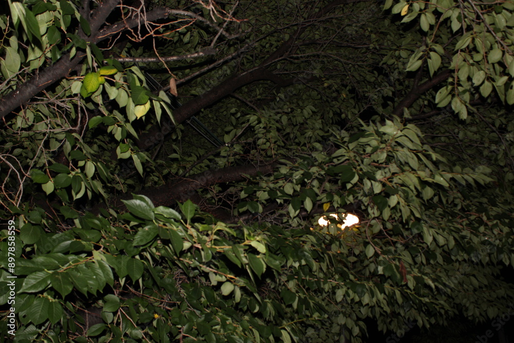 Fototapeta premium 밤의 나무