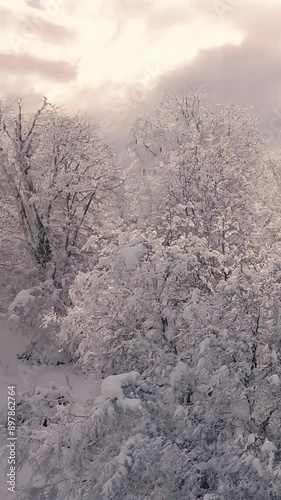 Bosque Nevado en Invierno en las Montañas -Video de Drone Vertical 
