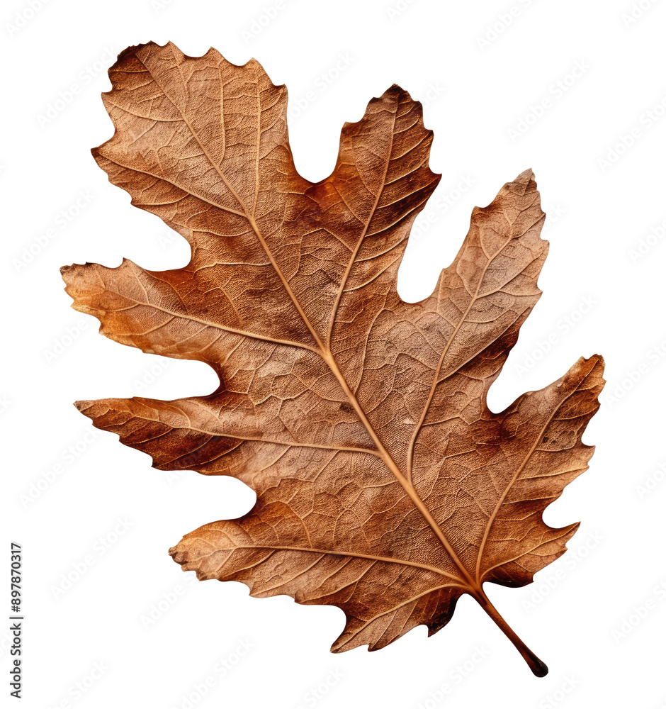 Naklejka premium Autumn dry oak leaf isolated on transparent background
