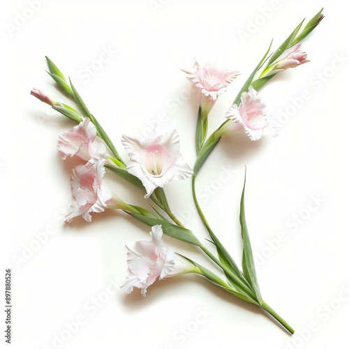 3D Gladiolus Flowers on White Background