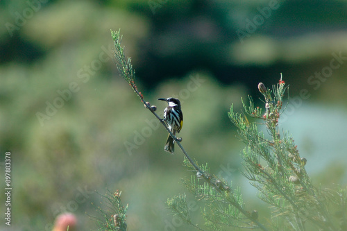Small bird on branch