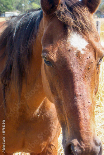 Horse in woodside Australia photo