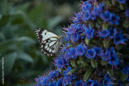 Butterfly on blue flowers