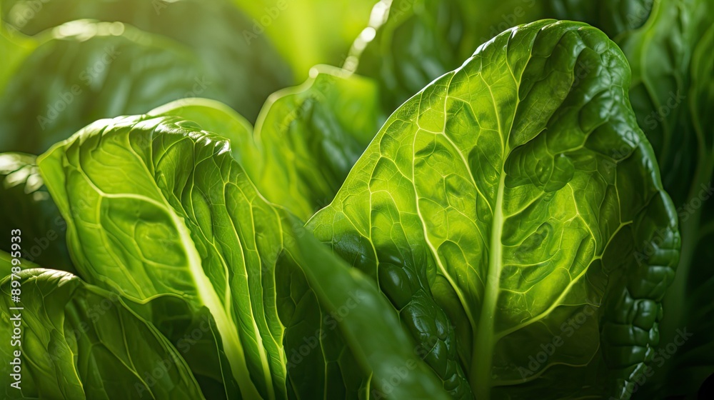 Fototapeta premium fresh green chard