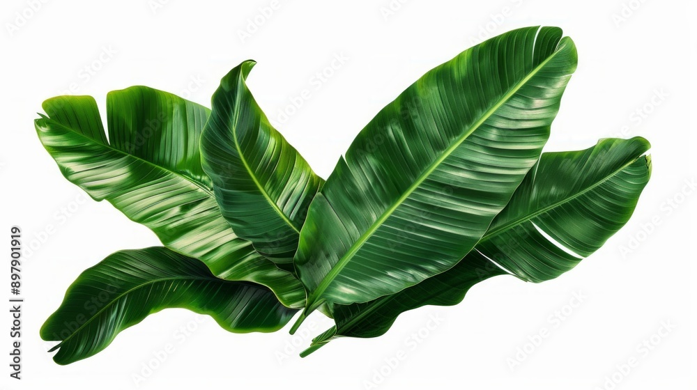 Fototapeta premium set of watercolor banana leaves on isolated white background, set tropical leaves, Tropical banana leaves set