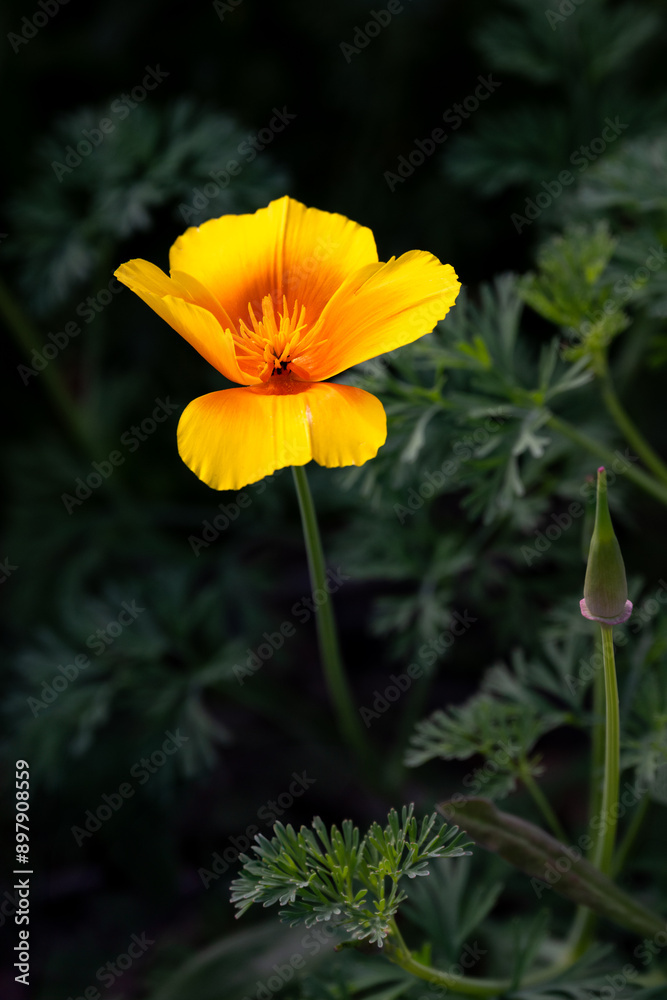 Dark drama in a summer garden with a bright orange California poppy flower blooming in the sun with the garden in background in deep shade

