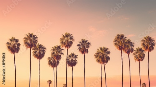 street retro palm trees photo