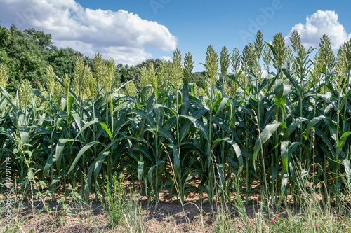 Sorghum bicolor. Sorghum agricultural field. The plant is also known as great millet, broomcorn, guinea corn, durra, imphee, jowar, or milo.