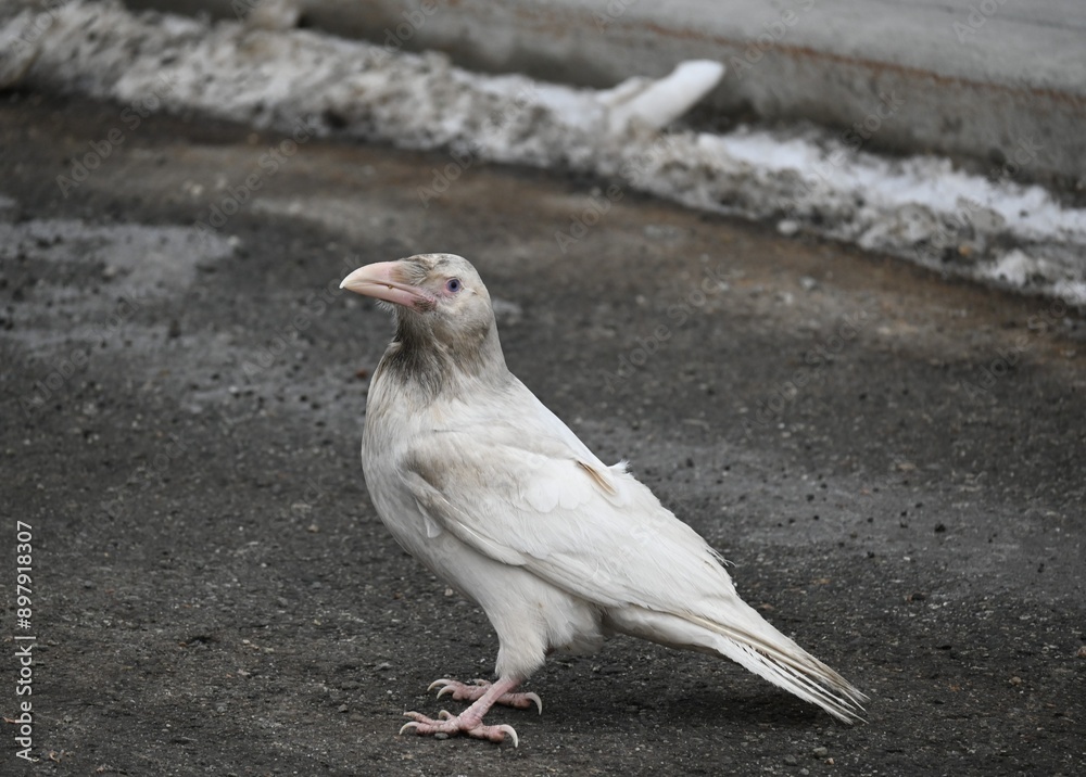 Obraz premium Rare White Raven Walking Down the Street