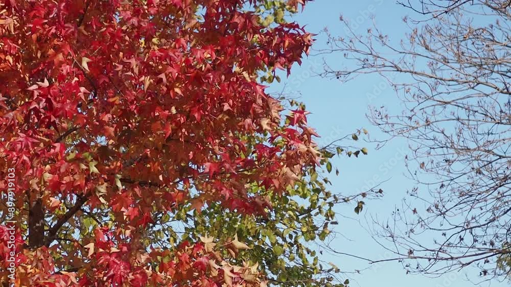 The colorful autumn leaves provide a striking juxtaposition against the clear blue sky The colorful autumn leaves provide a striking juxtaposition against the clear blue sky