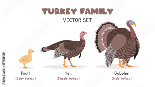 Turkey family with poult, hen, and gobbler vector illustration set. Baby, female, and male turkey cartoon clipart in flat style. Farm animals concept