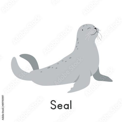 Seal vector illustration. Cute seal or pinniped cartoon clipart, animal in flat style. Sea animals, underwater creatures, ocean animals, marine life concept. Seal vector design isolated on white