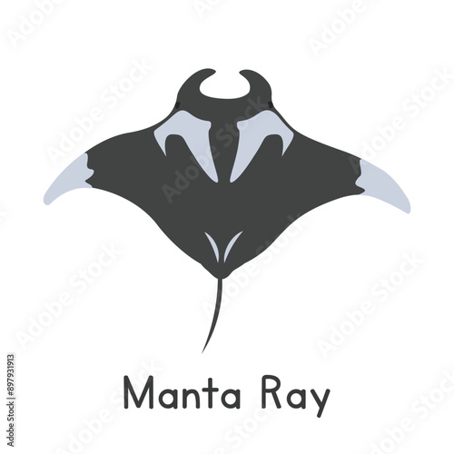 Manta ray vector illustration, cartoon clipart, animal in flat style. Sea animals, underwater creatures, ocean animals, marine life concept. Manta vector design isolated on white background