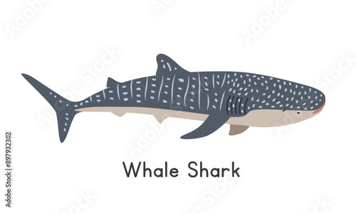 Photography Whale shark vector illustration