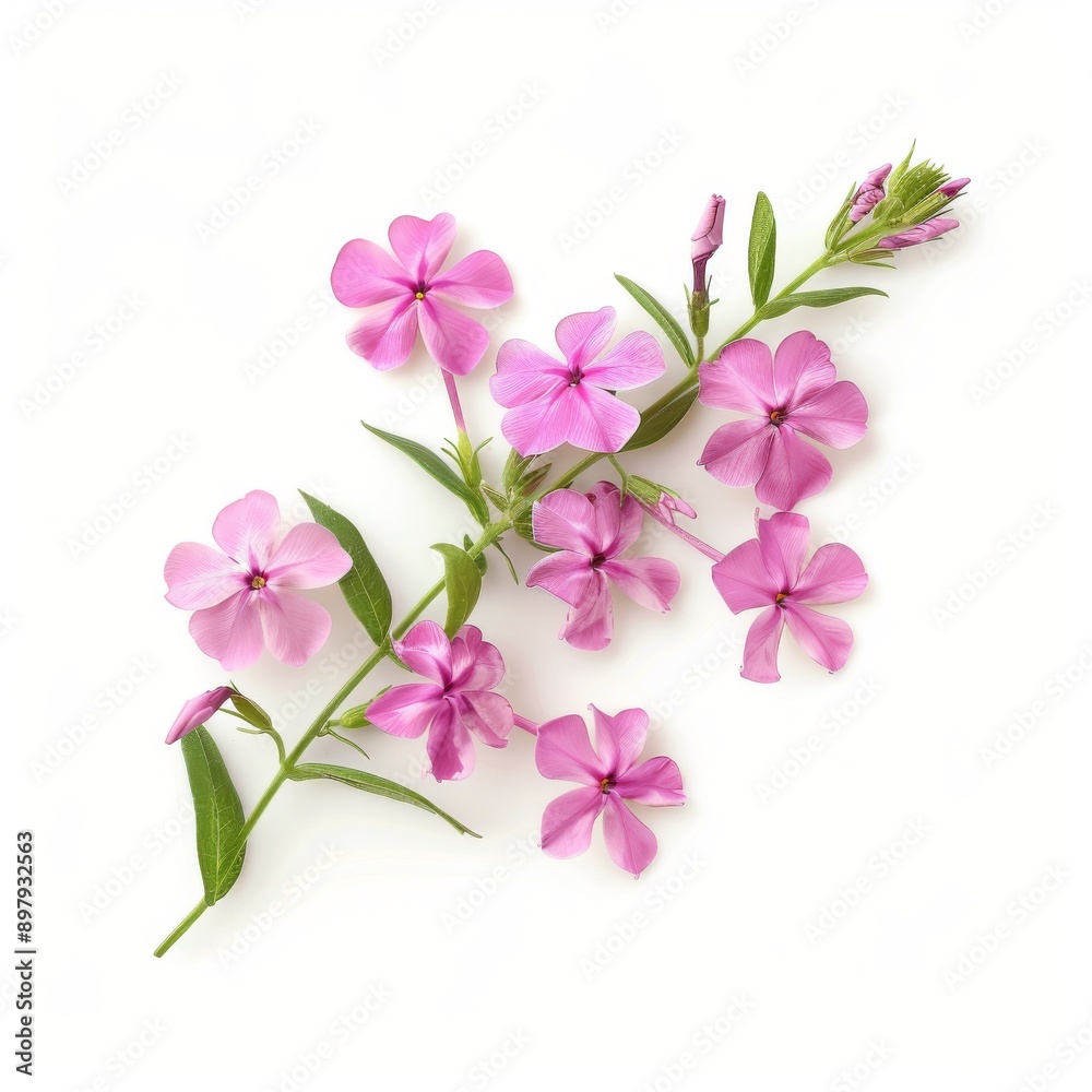 A Sprig of Phlox Flower on White Background