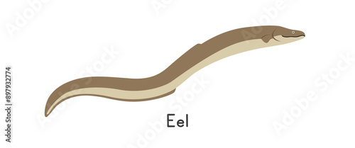 Eel vector illustration, cartoon clipart, animal in flat style. Sea animals, underwater creatures, ocean animals, marine life concept. Eel vector design isolated on white background