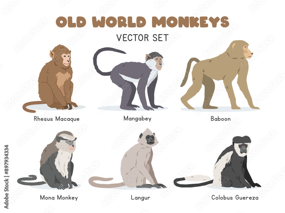 Old World monkeys vector illustration set. Old World monkey species cartoon clipart set in flat style. Rhesus macaque, mangabey, baboon, mona monkey, langur, colobus guereza flat vector design
