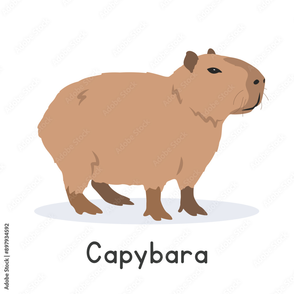 Capybara vector illustration, cartoon clipart character, animal in flat style. Wild animals, wild creatures, wildlife concept. Cute greater capybara vector design isolated on white background Capybara vector illustration, cartoon clipart character, animal in flat style. Wild animals, wild creatures, wildlife concept. Cute greater capybara vector design isolated on white background