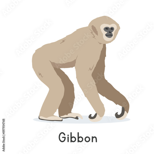 White-handed gibbon vector illustration, cartoon clipart character, animal in flat style. Wild animals, wild creatures, wildlife concept. Lar gibbon vector design isolated on white background