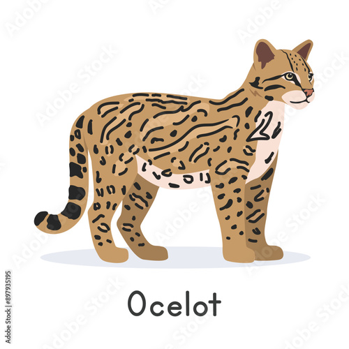 Ocelot vector illustration, cartoon clipart character, animal in flat style. Wild animals, wild creatures, wildlife concept. Tiger cat vector design isolated on white background