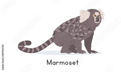 Common marmoset vector illustration, cartoon clipart character, animal in flat style. Wild animals, wild creatures, wildlife concept. White-tufted marmoset vector design isolated on white photo