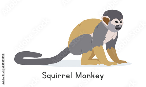 Common squirrel monkey vector illustration, cartoon clipart character, animal in flat style. Wild animals, wild creatures, wildlife concept. Squirrel monkey vector design isolated on white