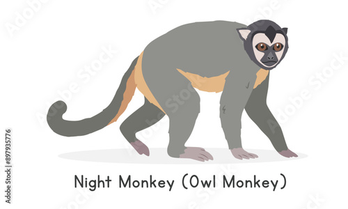 Colombian night monkey vector illustration, cartoon clipart character, animal in flat style. Wild animals, wild creatures, wildlife concept. Owl monkey vector design isolated on white background