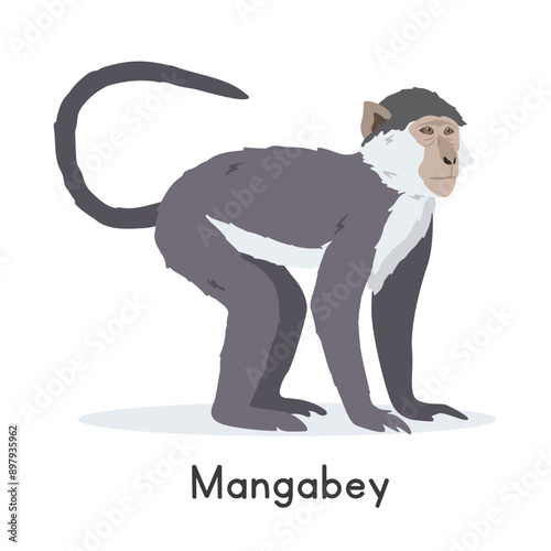 Sooty mangabey vector illustration, cartoon clipart character, animal in flat style. Wild animals, wild creatures, wildlife concept. Mangabey vector design isolated on white background