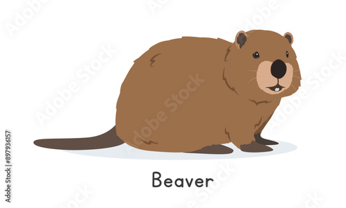 Beaver vector illustration, cartoon clipart character, animal in flat style. Wild animals, wild creatures, wildlife concept. Cute brown beaver or castor vector design isolated on white background