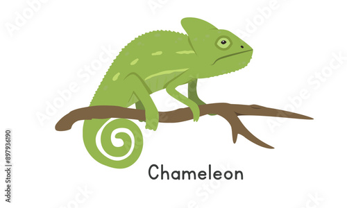 Chameleon on a tree branch vector illustration, cartoon clipart character, animal in flat style. Wild animals, wild creatures, wildlife concept. Green chameleon vector design isolated on white