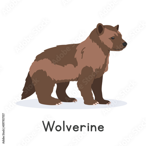 Wolverine vector illustration, cartoon clipart character, animal in flat style. Wild animals, wild creatures, wildlife concept. Wolverine vector design isolated on white background