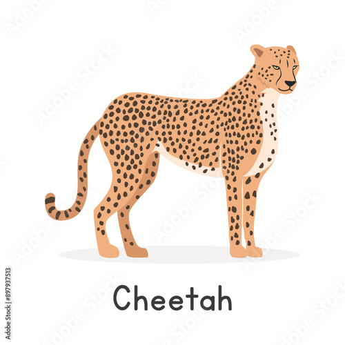 Cheetah vector illustration, cartoon clipart character, animal in flat style. Wild animals, wild creatures, wildlife concept. Cheetah vector design isolated on white background