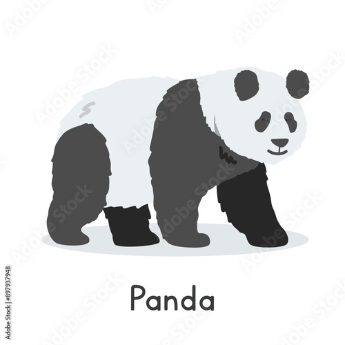 Giant panda vector illustration, cartoon clipart character, animal in flat style. Wild animals, wild creatures, wildlife concept. Panda bear vector design isolated on white background