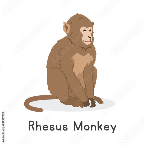 Rhesus monkey or Indochinese rhesus macaque vector illustration, cartoon clipart character, animal in flat style. Wild animals, wild creatures, wildlife concept. Monkey vector design isolated