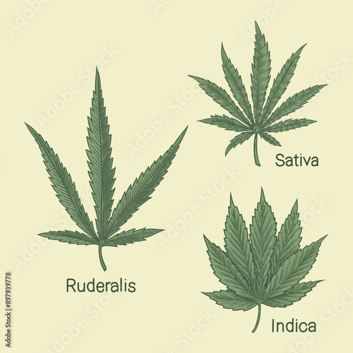 3 kind of cannabis / marijuana leaf. ruderalis, sativa, indica
