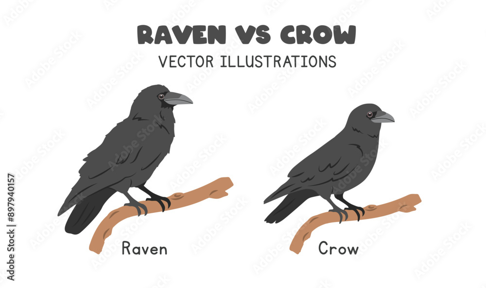 Fototapeta premium Raven and crow comparison vector illustrations. Black raven vs crow cartoon clipart set in flat style. Wild animals, birds concept
