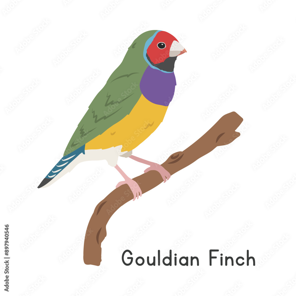 Gouldian finch perched on tree branch vector illustration, cartoon clipart character, animal in flat style. Wild animals, avian, birds concept. Colorful Gouldian finch vector design isolated on white Gouldian finch perched on tree branch vector illustration, cartoon clipart character, animal in flat style. Wild animals, avian, birds concept. Colorful Gouldian finch vector design isolated on white