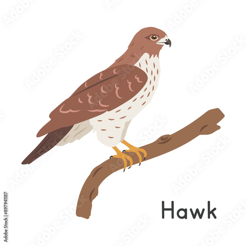 Hawk perched on tree branch vector illustration, cartoon clipart character, animal in flat style. Wild animals, avian, birds concept. Hawk vector design isolated on white background photo