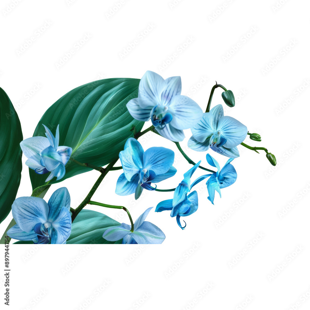 Fototapeta premium blue orchid isolated on white