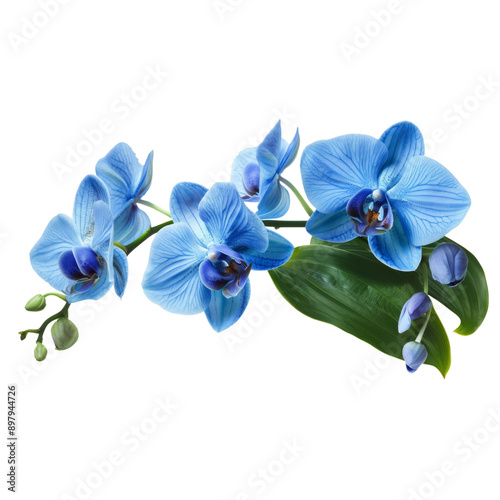 blue orchid isolated on white