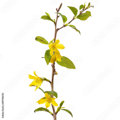 Beautiful yellow flower (Osmanthus Heterophyllus) png transparent 