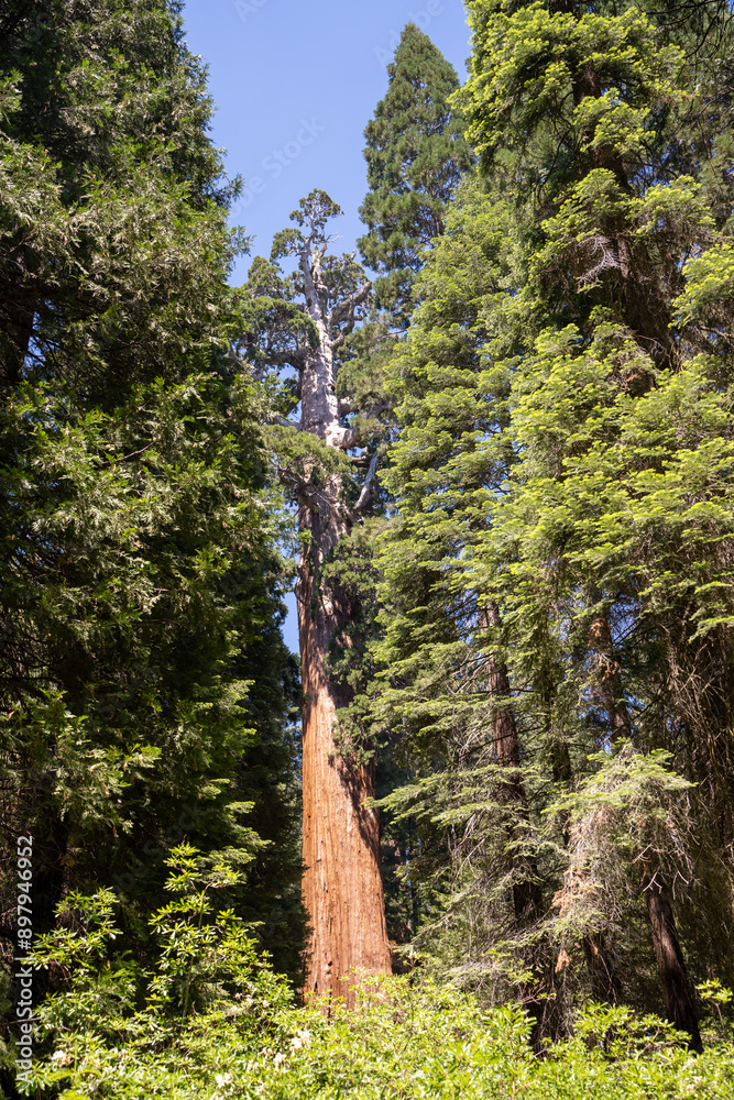 Fototapeta premium Sequoia National Park, Kings Canyon National Park, California. Near Los Angeles. Giant trees in the forest, wooden fence in the forest, tall trees, sequoia forest
